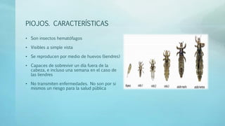 PIOJOS. CARACTERÍSTICAS 
• Son insectos hematófagos 
• Visibles a simple vista 
• Se reproducen por medio de huevos (liendres) 
• Capaces de sobrevivir un día fuera de la 
cabeza, e incluso una semana en el caso de 
las liendres 
• No transmiten enfermedades. No son por si 
mismos un riesgo para la salud pública 
 
