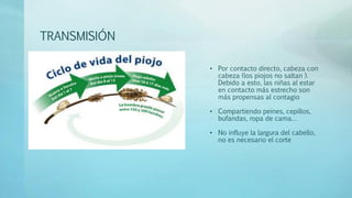 TRANSMISIÓN 
• Por contacto directo, cabeza con 
cabeza (los piojos no saltan ). 
Debido a esto, las niñas al estar 
en contacto más estrecho son 
más propensas al contagio 
• Compartiendo peines, cepillos, 
bufandas, ropa de cama… 
• No influye la largura del cabello, 
no es necesario el corte 
 