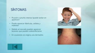 SÍNTOMAS 
• Picazón o prurito intenso (puede tardar en 
aparecer) 
• Puede aparecer febrícula, cefalea y 
malestar 
• Debido al rascado pueden aparecer 
lesiones que pueden sobreinfectarse 
• En ocasiones se origina una dermatitis 
 
