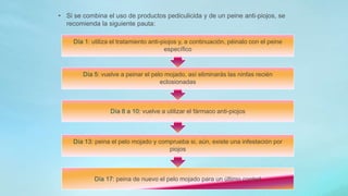 • Si se combina el uso de productos pediculicida y de un peine anti-piojos, se 
recomienda la siguiente pauta: 
Día 1: utiliza el tratamiento anti-piojos y, a continuación, péinalo con el peine 
específico 
Día 5: vuelve a peinar el pelo mojado, así eliminarás las ninfas recién 
eclosionadas 
Día 8 a 10: vuelve a utilizar el fármaco anti-piojos 
Día 13: peina el pelo mojado y comprueba si, aún, existe una infestación por 
piojos 
Día 17: peina de nuevo el pelo mojado para un último control 
 
