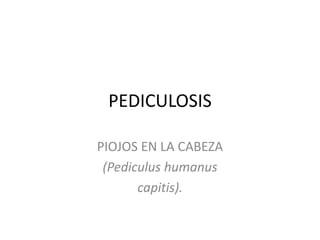 PEDICULOSIS
PIOJOS EN LA CABEZA
(Pediculus humanus
capitis).
 