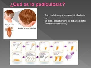 Son parásitos que suelen vivir alrededor
de
30 días, cada hembra es capaz de poner
200 huevos (liendres).
 