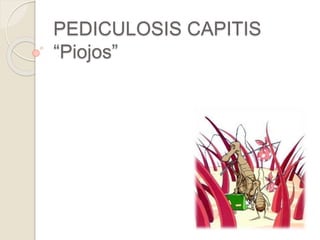 PEDICULOSIS CAPITIS
“Piojos”
 