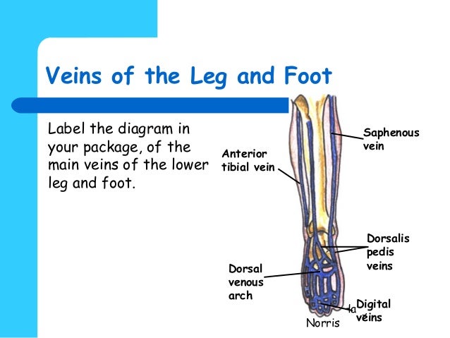 Pedicure blood supply