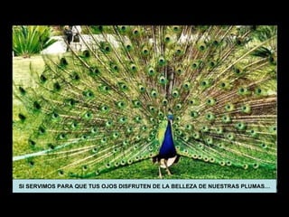 SI SERVIMOS PARA QUE TUS OJOS DISFRUTEN DE LA BELLEZA DE NUESTRAS PLUMAS… 