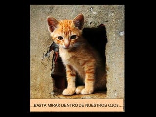 … BASTA MIRAR DENTRO DE NUESTROS OJOS…. 