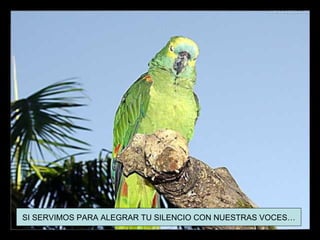 SI SERVIMOS PARA ALEGRAR TU SILENCIO CON NUESTRAS VOCES…
 