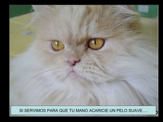 SI SERVIMOS PARA QUE TU MANO ACARICIE UN PELO SUAVE….
 