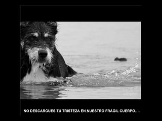 NO DESCARGUES TU TRISTEZA EN NUESTRO FRÁGIL CUERPO….
 