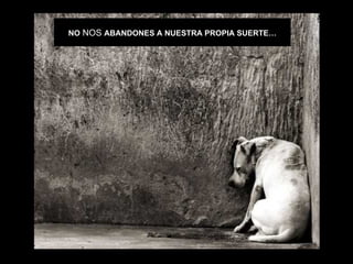 NO NOS ABANDONES A NUESTRA PROPIA SUERTE…
 