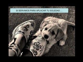 SI SERVIMOS PARA APLACAR TU SOLEDAD….
 