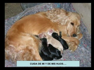 CUIDA DE MI Y DE MIS HIJOS….
 