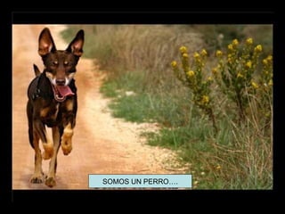 SOMOS UN PERRO….
 