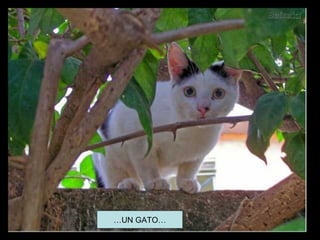 …UN GATO…
 