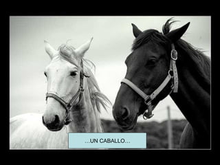 …UN CABALLO…
 