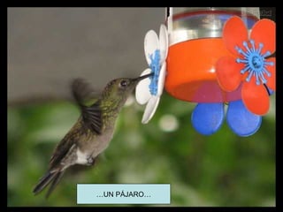 …UN PÁJARO…
 