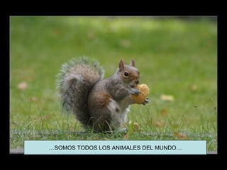 …SOMOS TODOS LOS ANIMALES DEL MUNDO…
 