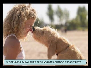 SI SERVIMOS PARA LAMER TUS LÁGRIMAS CUANDO ESTÁS TRISTE….
 