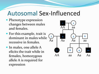Autosomal Sex-Influenced
 Phenotype expression
changes between males
and females.
 For this example, trait is
dominant in males while
recessive in females.
 In males, one allele A
elicits the trait while in
females, homozygous
allele A is required for
expression
1 2
4 53
7
6
8 9 10
AA aa
Aa AaAa
AA aa
aa
Aa Aa
 