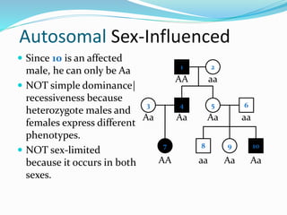 Autosomal Sex-Influenced
 Since 10 is an affected
male, he can only be Aa
 NOT simple dominance|
recessiveness because
heterozygote males and
females express different
phenotypes.
 NOT sex-limited
because it occurs in both
sexes.
1 2
4 53
7
6
8 9 10
AA aa
Aa AaAa
AA aa
aa
Aa Aa
 