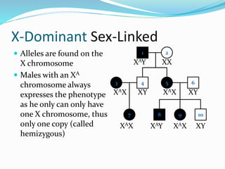 X-Dominant Sex-Linked
 Alleles are found on the
X chromosome
 Males with an XA
chromosome always
expresses the phenotype
as he only can only have
one X chromosome, thus
only one copy (called
hemizygous)
1 2
4 53
7
6
8 9 10
XAY XX
XY XAXXAX
XAX XAY
XY
XAX XY
 
