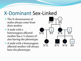 X-Dominant Sex-Linked
 The X chromosome of
males always come from
their mother
 A male with a
heterozygous affected
mother has a ½ chance of
also having the phenotype.
 A male with a homozygous
affected mother will always
have the phenotype.
1 2
4 53
7
6
8 9 10
XAY XX
XY XAXXAX
XAX XAY
XY
XAX XY
 