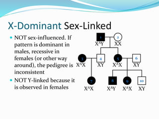 X-Dominant Sex-Linked
 NOT sex-influenced. If
pattern is dominant in
males, recessive in
females (or other way
around), the pedigree is
inconsistent
 NOT Y-linked because it
is observed in females
1 2
4 53
7
6
8 9 10
XAY XX
XY XAXXAX
XAX XAY
XY
XAX XY
 