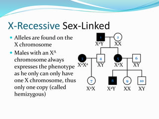 X-Recessive Sex-Linked
 Alleles are found on the
X chromosome
 Males with an XA
chromosome always
expresses the phenotype
as he only can only have
one X chromosome, thus
only one copy (called
hemizygous)
1 2
4 53
7
6
8 9 10
XaY XX
XY XaXXaXa
XaX XaY
XY
XX XY
 