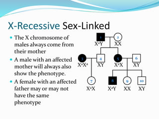 X-Recessive Sex-Linked
 The X chromosome of
males always come from
their mother
 A male with an affected
mother will always also
show the phenotype.
 A female with an affected
father may or may not
have the same
phenotype
1 2
4 53
7
6
8 9 10
XaY XX
XY XaXXaXa
XaX XaY
XY
XX XY
 