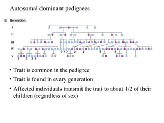 Autosomal dominant pedigrees
• Trait is common in the pedigree
• Trait is found in every generation
• Affected individuals transmit the trait to about 1/2 of their
children (regardless of sex)
 