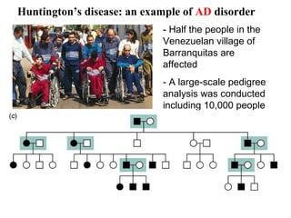 - Half the people in the
Venezuelan village of
Barranquitas are
affected
- A large-scale pedigree
analysis was conducted
including 10,000 people
- Example for one
particular family:
Huntington’s disease: an example of AD disorder
 
