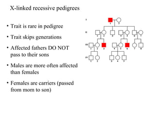 X-linked recessive pedigrees
• Trait is rare in pedigree
• Trait skips generations
• Affected fathers DO NOT
pass to their sons
• Males are more often affected
than females
• Females are carriers (passed
from mom to son)
 