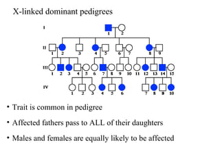 X-linked dominant pedigrees
• Trait is common in pedigree
• Affected fathers pass to ALL of their daughters
• Males and females are equally likely to be affected
 