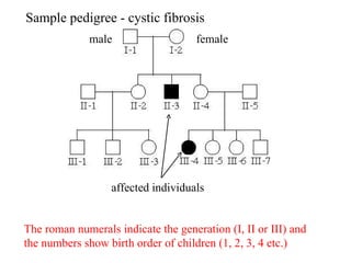 Sample pedigree - cystic fibrosis The roman numerals indicate the generation (I, II or III) and the numbers show birth order of children (1, 2, 3, 4 etc.) female male affected individuals  