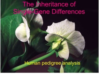 The Inheritance of Single-Gene Differences Human pedigree analysis 