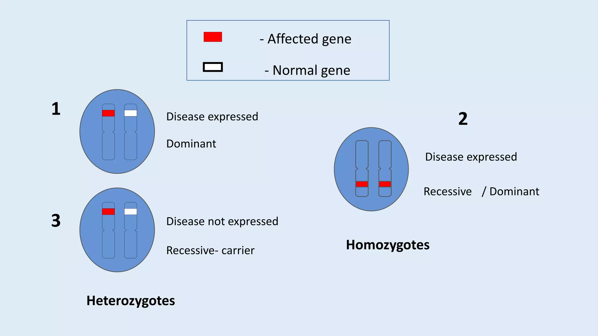 Pedigree chart & autosomal inheritance | PPTX