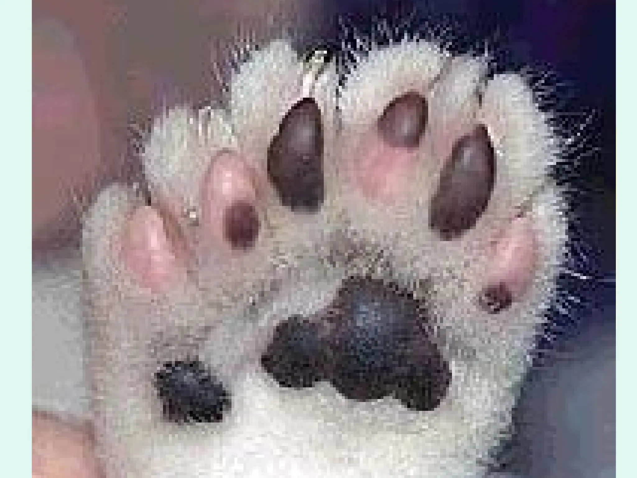 Polydactyl Trait
• Based on the
pedigree chart, is
the trait for
multiple digits
(fingers and toes)
dominant or
recessive?
• How can you tell?
 