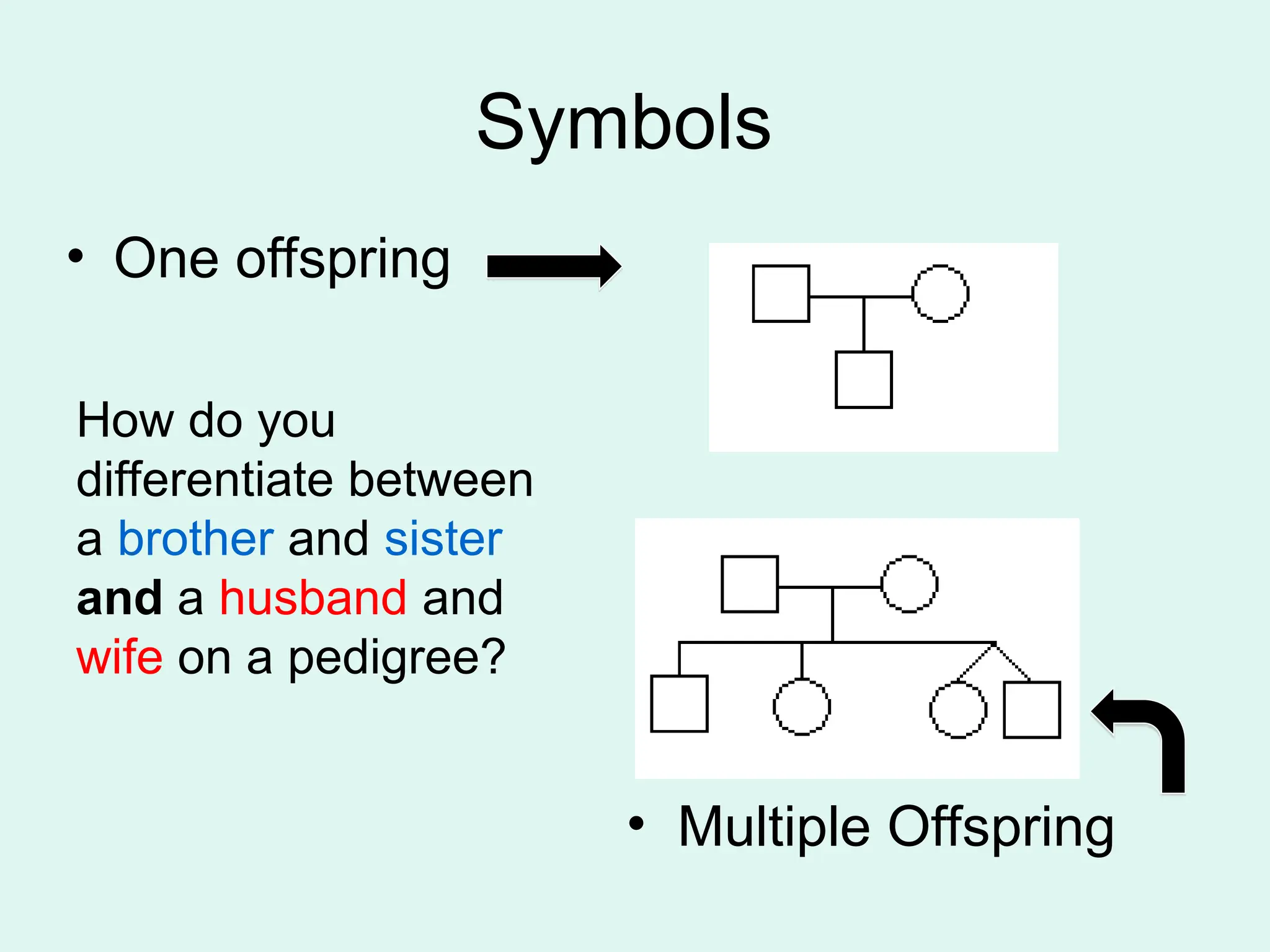 Symbols
• One offspring
• Multiple Offspring
How do you
differentiate between
a brother and sister
and a husband and
wife on a pedigree?
 