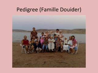 Pedigree (Famille Douider)
 