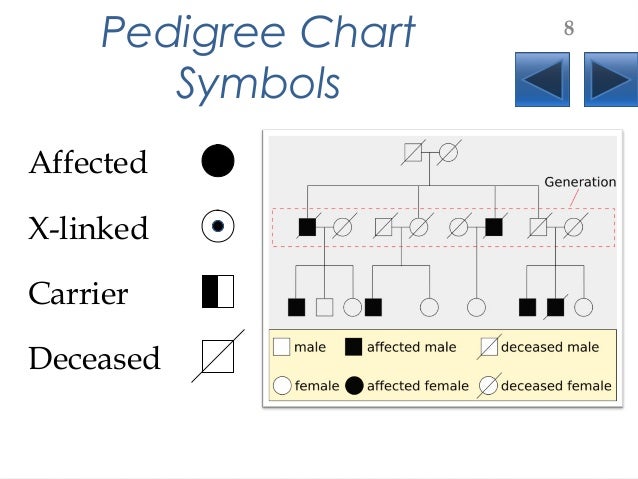 Pedigree Chart Symbols Used