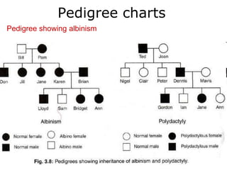 Pedigree charts
Pedigree showing albinism
 