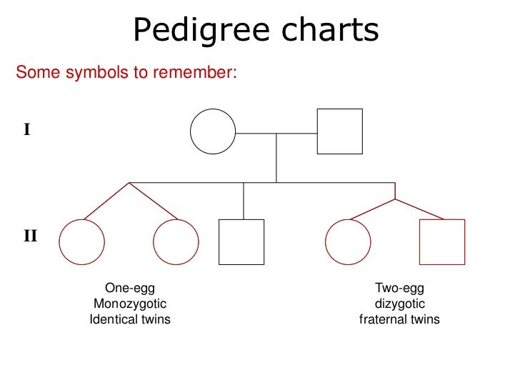 How Are Monozygotic Twins Represented On A Pedigree Chart
