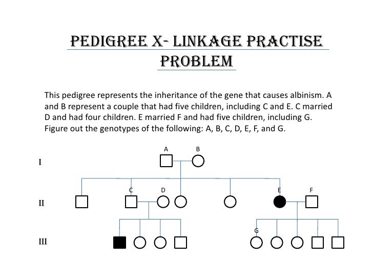 Worksheets Pedigree Practice Worksheets pedigree practice problems worksheet sharebrowse basics