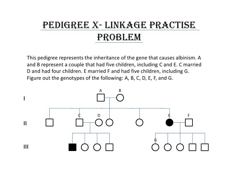 17-pedigree-problem-worksheet-answers-worksheeto