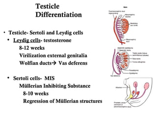 PEDI GU REVIEW intersex | PPT