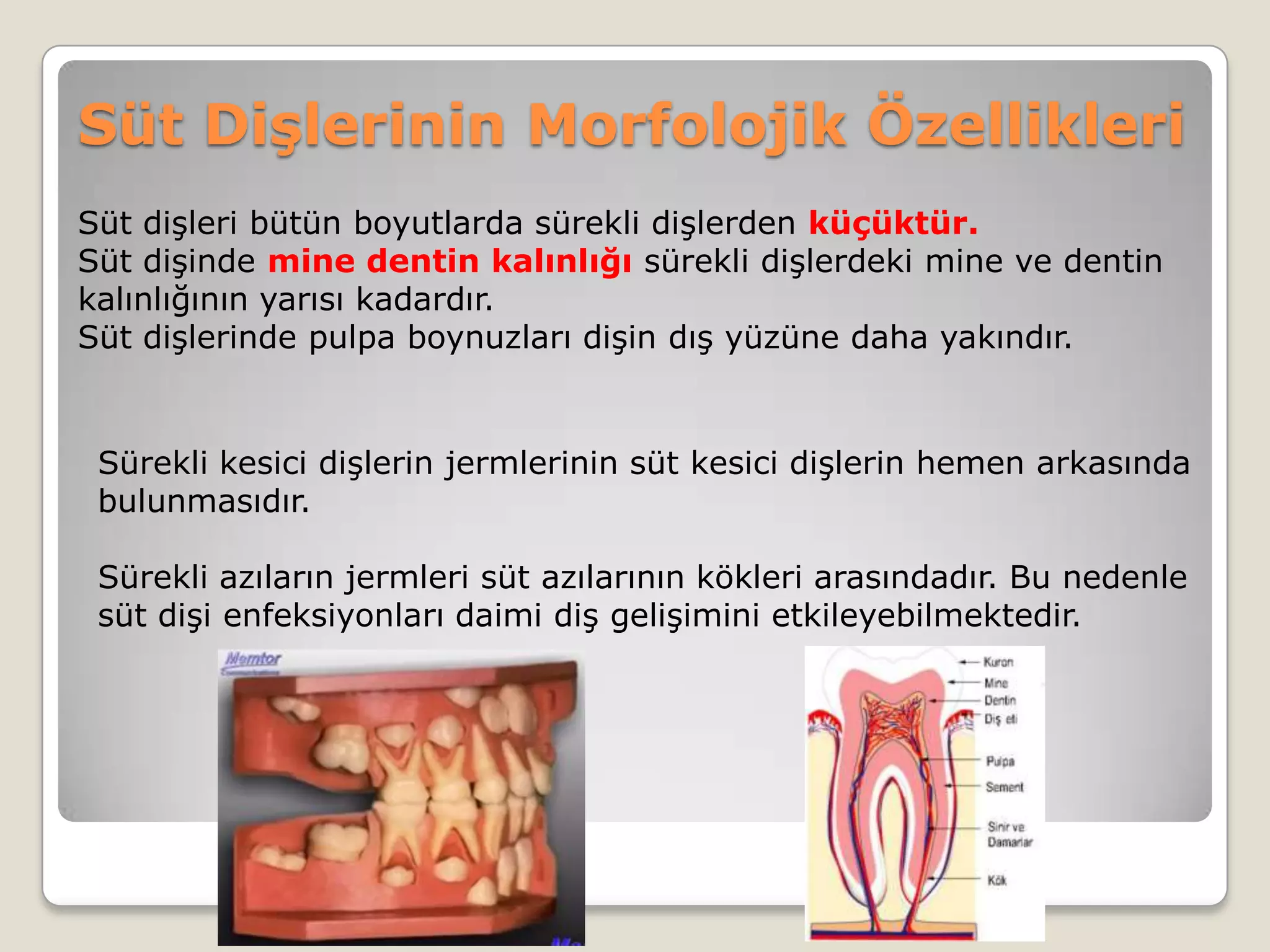 Süt Dişlerinin Morfolojik Özellikleri
Süt dişleri bütün boyutlarda sürekli dişlerden küçüktür.
Süt dişinde mine dentin kalınlığı sürekli dişlerdeki mine ve dentin
kalınlığının yarısı kadardır.
Süt dişlerinde pulpa boynuzları dişin dış yüzüne daha yakındır.
Sürekli kesici dişlerin jermlerinin süt kesici dişlerin hemen arkasında
bulunmasıdır.
Sürekli azıların jermleri süt azılarının kökleri arasındadır. Bu nedenle
süt dişi enfeksiyonları daimi diş gelişimini etkileyebilmektedir.
 