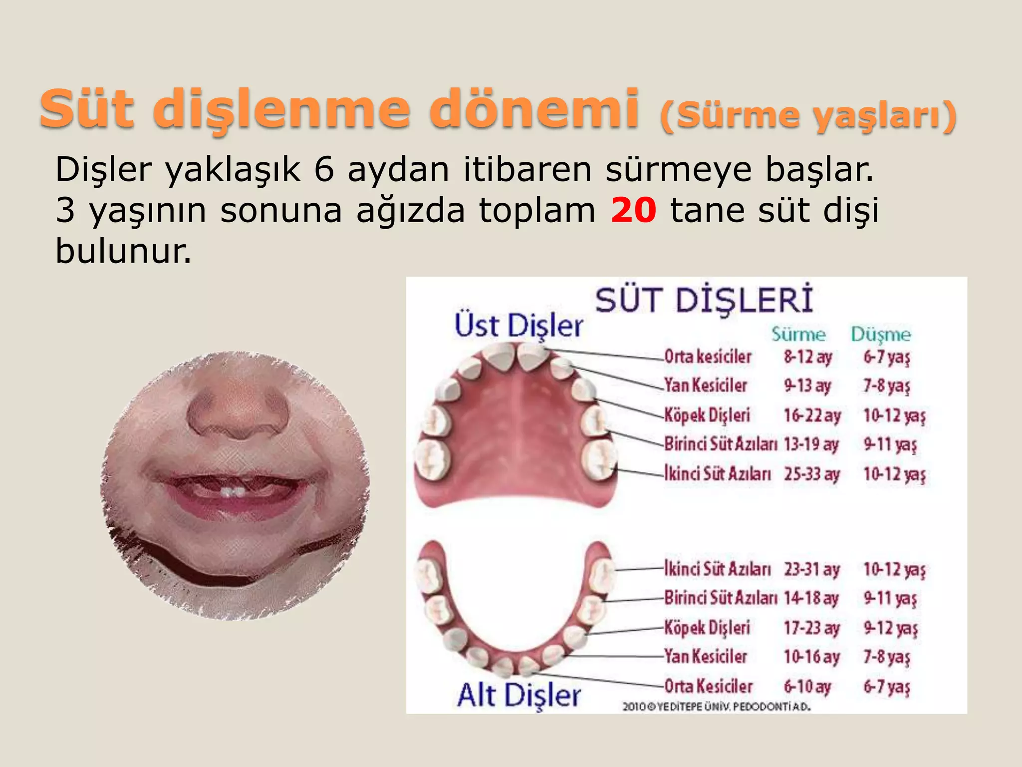 Süt dişlenme dönemi (Sürme yaşları)
Dişler yaklaşık 6 aydan itibaren sürmeye başlar.
3 yaşının sonuna ağızda toplam 20 tane süt dişi
bulunur.
 