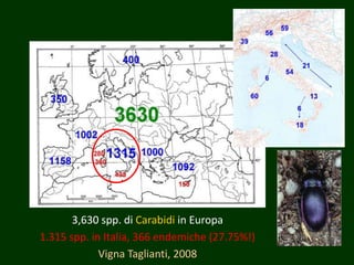 3,630 spp. di Carabidi in Europa
1.315 spp. in Italia, 366 endemiche (27.75%!)
Vigna Taglianti, 2008
 