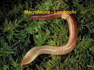 Macrofauna - Lombrichi
 