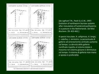 [da Ligthart T.N., Peek G.J.C.W., 1997:
Evolution of earthworm burrow systems
after inoculation of lumbricid earthworms
in a pasture in the Netherlands. Soil Biol.
Biochem. 29: 453-462.]
4 specie inoculate: A. caliginosa, A. longa,
L. rubellus, L. terrestris. La percentuale di
gallerie ad orientamento verticale aumenta
col tempo. La densità delle gallerie
ramificate rispetto al sistema totale è
massima nel sistema giovane e diminuisce
col tempo. Il sistema di gallerie man mano
si sposta in profondità.
 
